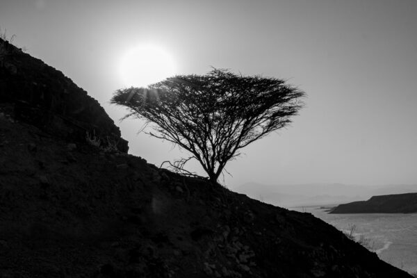 Tales of the Djibouti By Camille Massida